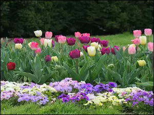 Tulipany, Ogród, Bratki