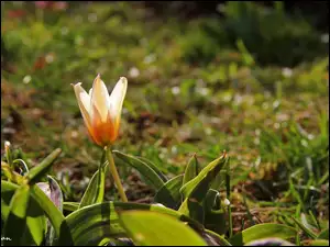 Kwiat, Tulipan, Trawa