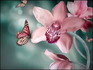 Motyle, Różowy, Storczyk