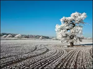 Zima, Niebo, Pola, Drzewa