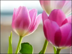 Listki, Trzy, Tulipany