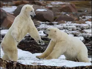 Dwa, Zabawa, Niedźwiedzie, Polarne