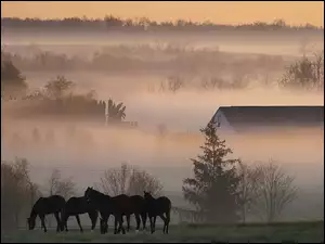 Konie, Pola, Mgła