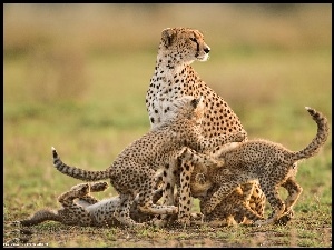 Małe, Mama, Gepard