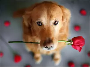 Oczy, Pies, Płatki, Róża, Proszące