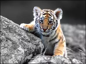 Skała, Mały, Tygrysek