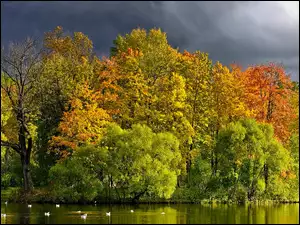 Rzeka, Jesień, Drzewa, Kaczki