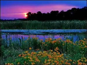 Kwiaty, Zachód Słońca, Jezioro