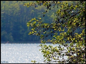 Liście, Jezioro, Drzewo