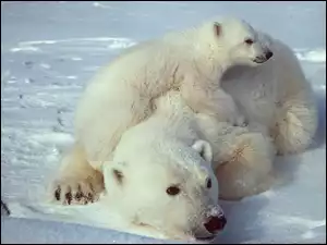 Lód, Niedźwiedź, Mama, Polarny, Mały
