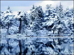Zima, Drzewa, Jezioro
