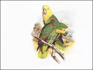 Edward Lear, Zielone, Żółte, Papugi, Głowy