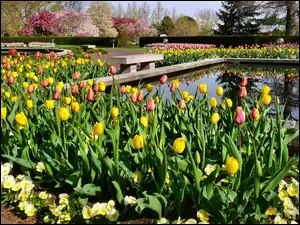 Tulipany, Park, Kolorowe