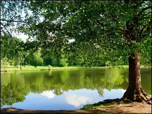 Drzewa, Park, Jezioro