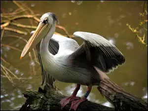 Ptak, Pelikan