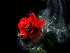 Dymek, Czerwona, Róża