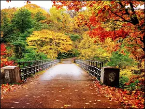 Jesień, Mostek, Kolorowe, Las, Drzewa