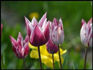 Tulipany, Żonkil