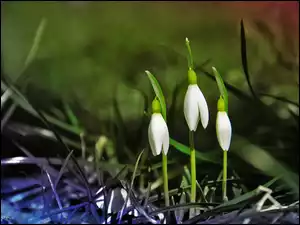 Kwiaty, Przebiśniegi, Białe