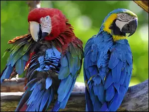 Dwie, Ary, Kolorowe, Papugi