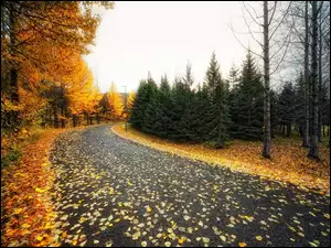 Droga, Liście, Drzewa, Jesień, Opadnięte