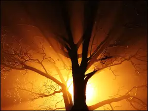 Drzewo, Światło, Konary, Przebijające