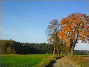 Drzewa, Jesień, Przydrożne
