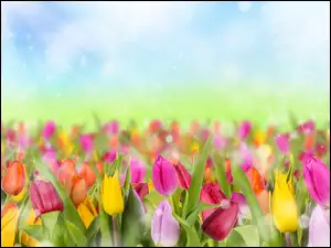 Bokrh, Kolorowe, Tulipany