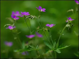 Kwiatuszki, Fioletowe, Polne