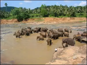 Słonie, Sri Lanka, Rzeka, Kąpiel
