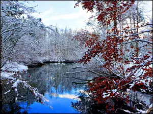 Śnieg, Drzewa, Jezioro