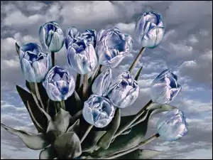 Niebieskie, Tulipany