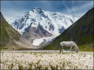 Koń, Kwiaty, Góry, Łąki