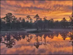 Chmura, Jezioro, Drzewa