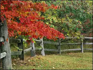 Zagroda, Jesień, Drzewa
