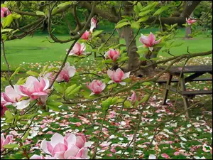 Ogród, Stolik, Różowa, Magnolia