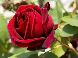 Róża, Czerwona, Aksamitna