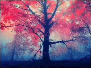 Jesień, Drzewo, Mgła