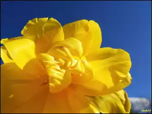 Niebo, Żółty, Tulipan