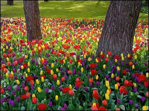 Tulipany, Park, Kolorowe