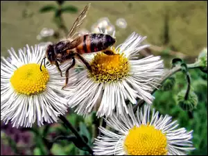 Pszczoła, Kwiaty, Stokrotki