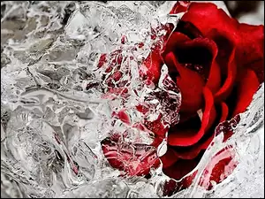 Lód, Czerwona, Róża