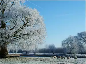Rzeka, Zima, Drzewa, Owce