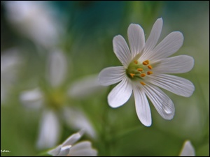 Kwiat, Rogownica Polna, Biały