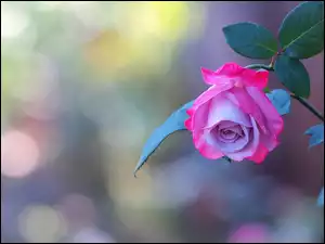 Kolorowa, Róża