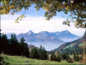 Trawa, Ibergeregg, Góry, Szwajcaria, Drzewa