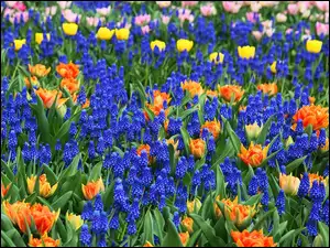 Kolorowe, Szafirki, Kwiaty, Tulipany