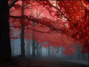 Mgła, Jesień, Drzewa