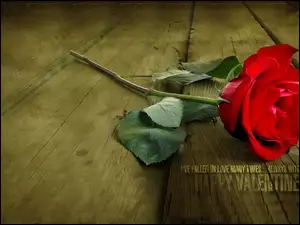 Róża, Walentynki, Czerwona