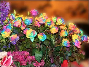 Kwiaty, Róż, Bukiet, Kolorowych